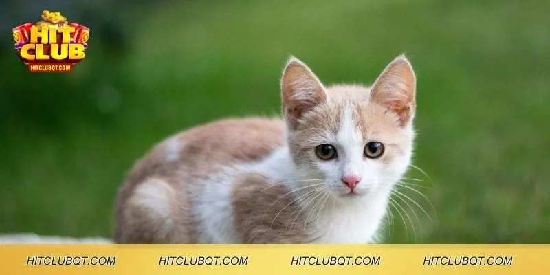 Giải mã giấc mơ thấy mèo mang đến dấu hiệu tài lộc bất ngờ