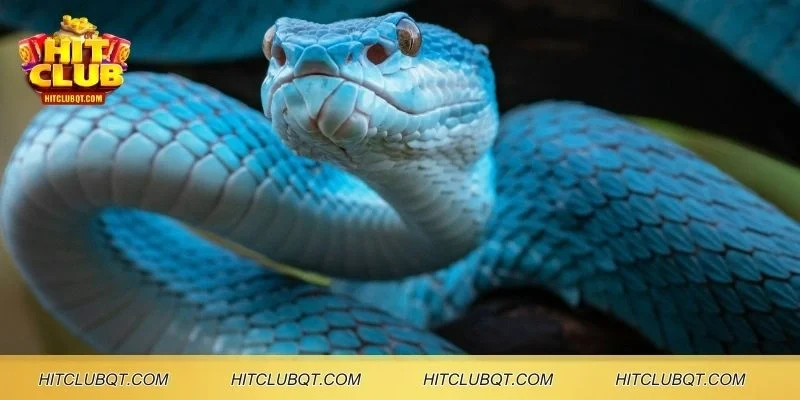 Mơ thấy rắn báo hiệu về sự thay đổi quan trọng trong cuộc sống